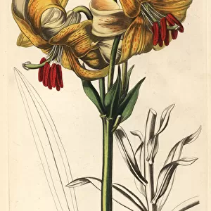 Yellow Japan lily, Lilium testaceum