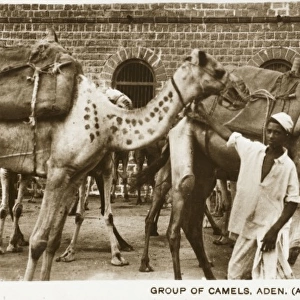 Yemen - Camel Caravan, Aden