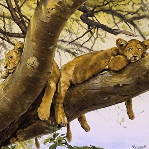 Young lion cubs asleep in a tree