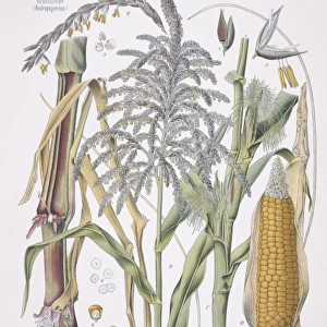 Zea mays, maize