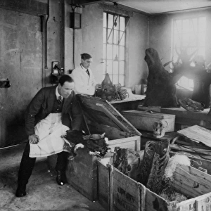 Zoology Unpacking Room, 1924, the Natural History Museum