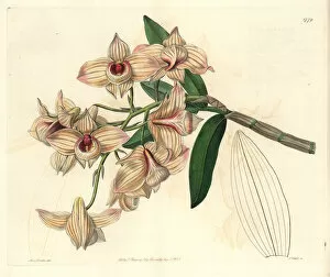 Copper-coloured dendrobium orchid, Dendrobium moschatum