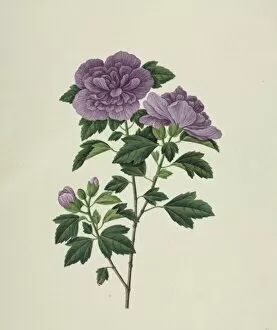 Hibiscus syriacus, rose of Sharon