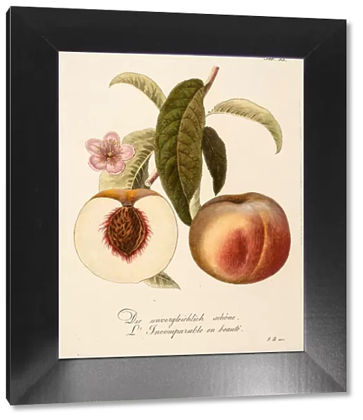 Two peaches: whole and section