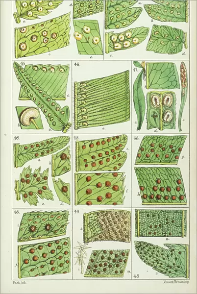 Portions of fern