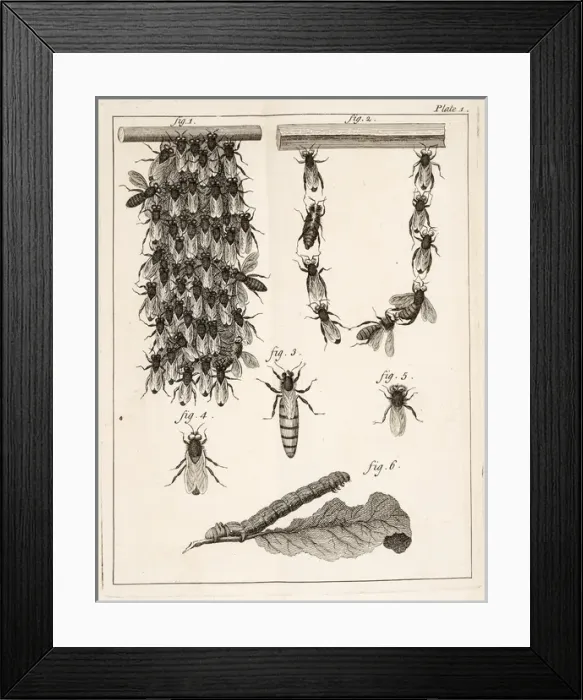 Framed Print : Beehives, queen bees, and worker bees Framed Print : Beehives, queen bees, and worker bees