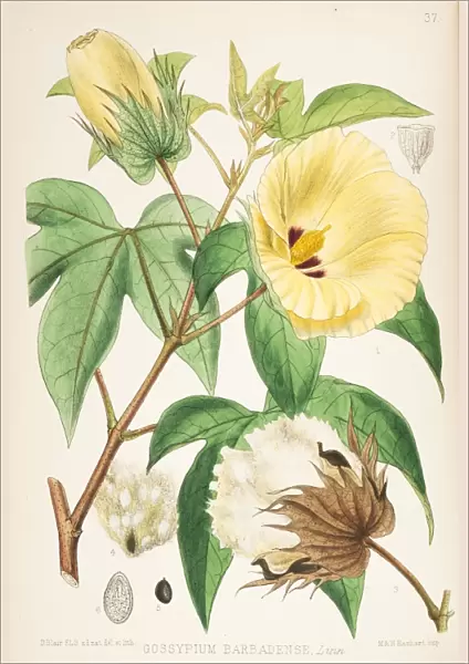 Sea Island Cotton, Gossypium barbadense