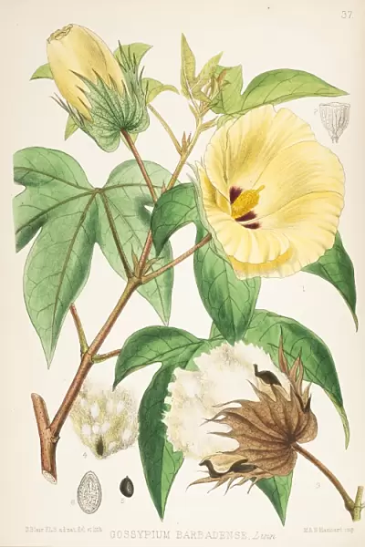 Sea Island Cotton, Gossypium barbadense