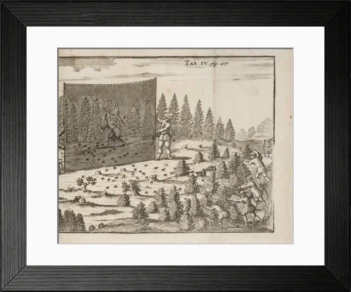 Framed Print : Capturing birds, possibly larks Framed Print : Capturing birds, possibly larks