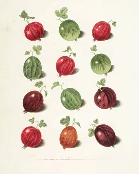 Gooseberry varieties