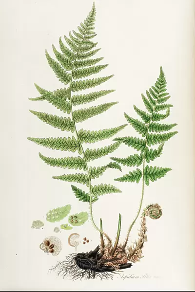 Aspidium filix mas or Male Shield fern