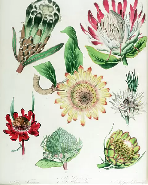 Protea: seven varieties