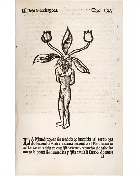 Mandragora or Mandrake (male)