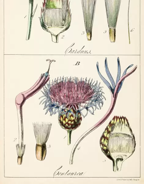 Genera Carduus ( true thistle ) and Centaurea