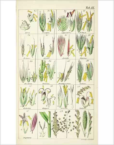 Grasses. Chromolithograph from Sir William Jackson Hooker, The British Flora, Vol.1