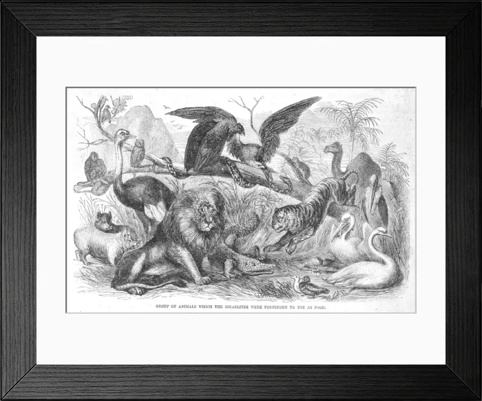 Framed Print : Group of Animals the Israelites were forbidden to eat Framed Print : Group of Animals the Israelites were forbidden to eat