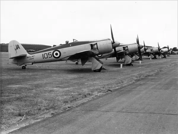A lineup of Hawker Sea Fury FB11s, including VW242