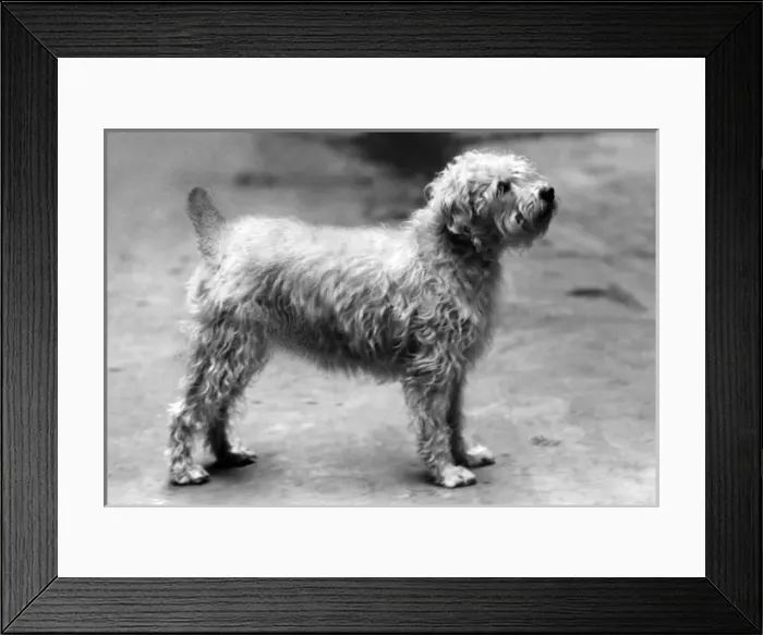 Framed Print : Fall / Wheaten Terrier / 59 Framed Print : Fall / Wheaten Terrier / 59