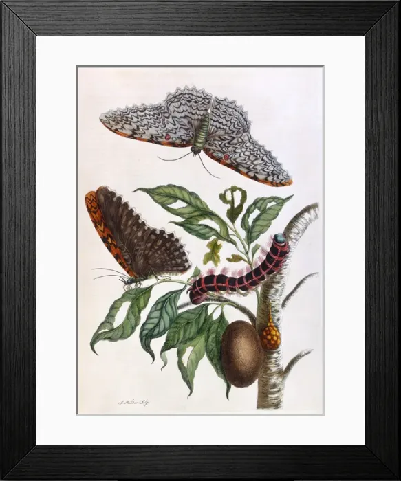 Framed Print : Butterfly illustration by Maria Sibylla Merian Framed Print : Butterfly illustration by Maria Sibylla Merian