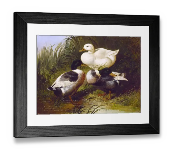Framed Print : Ducks by a Stream, by John Frederick Herring Jr Framed Print : Ducks by a Stream, by John Frederick Herring Jr