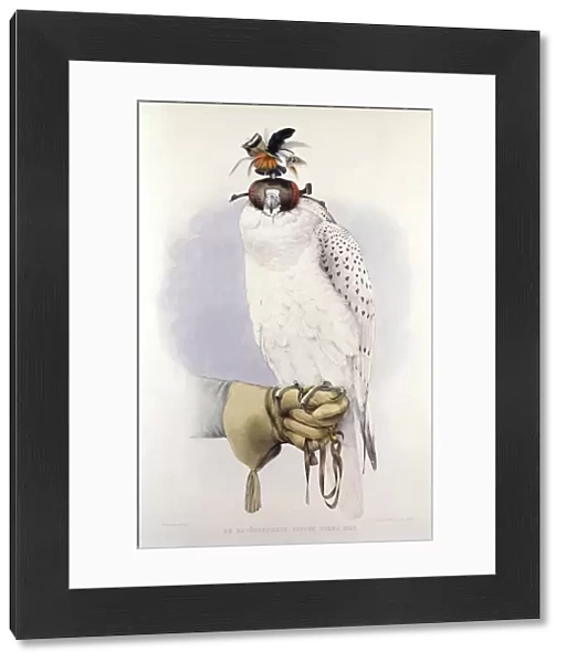 Illustration of a white hawk, by Mattias Wolf