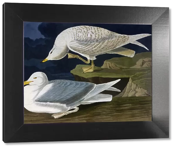 White-Winged Silvery Gull, by John James Audubon