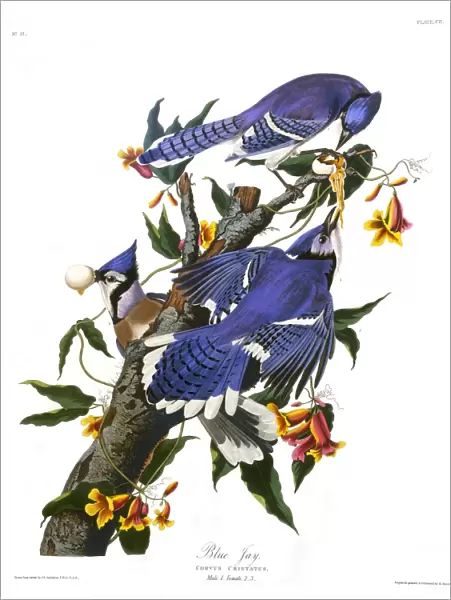 Blue Jay, by John James Audubon