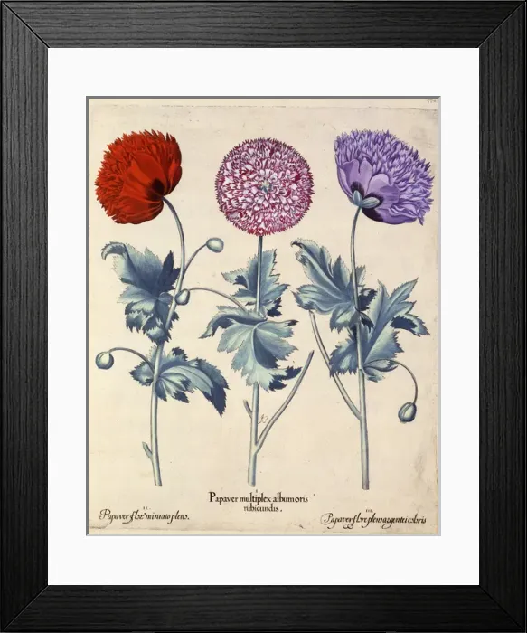 Framed Print : Papaver (Poppy), three varieties Framed Print : Papaver (Poppy), three varieties