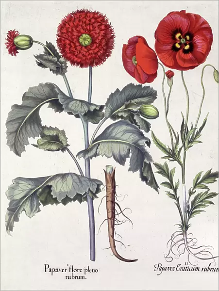Papaver (Poppy), two varieties