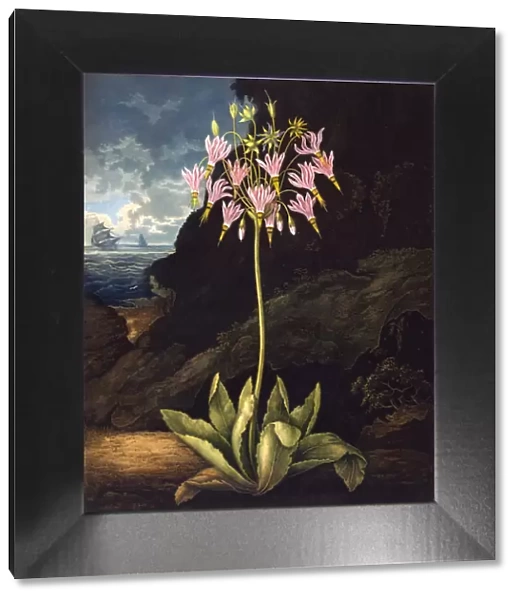 The American Cowslip (Dodecatheon)