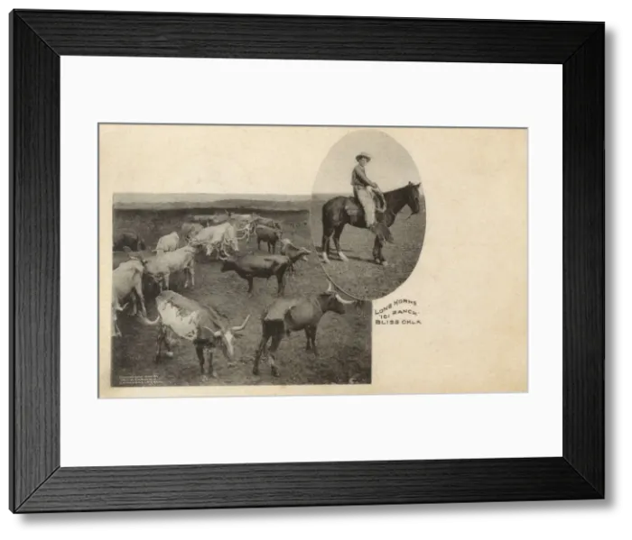 Framed Print : 101 Ranch - Longhorn Cattle - Bliss, Oklahoma, USA Framed Print : 101 Ranch - Longhorn Cattle - Bliss, Oklahoma, USA