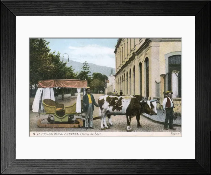 Framed Print : Madeira, Funchal - Oxen carriage Framed Print : Madeira, Funchal - Oxen carriage