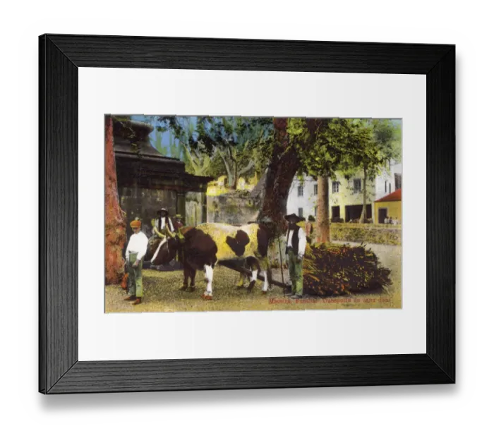 Framed Print : Transporting Sugar Cane - Madeira, Portugal Framed Print : Transporting Sugar Cane - Madeira, Portugal