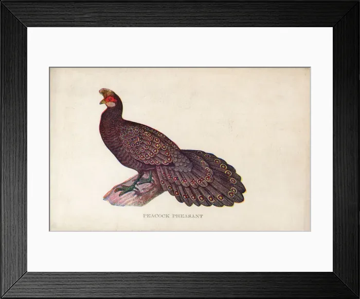 Framed Print : Malayan Peacock-Pheasant Framed Print : Malayan Peacock-Pheasant