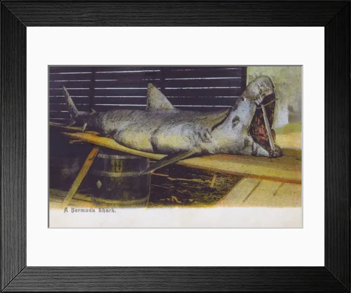 Framed Print : A large Bermudan Shark Framed Print : A large Bermudan Shark