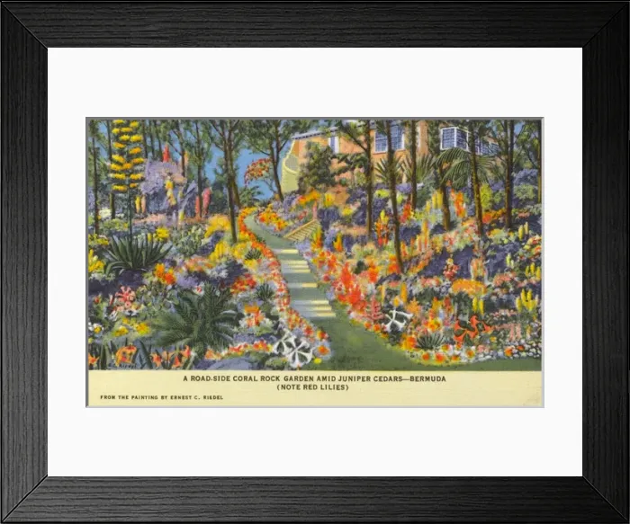 Framed Print : Coral Rock Garden - Bermuda Framed Print : Coral Rock Garden - Bermuda