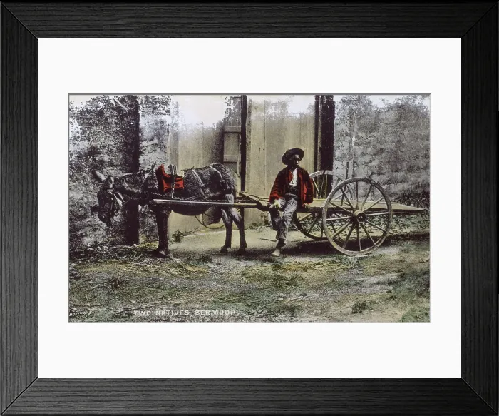 Framed Print : Maud and Sam - Boy and his donkey cart - Bermuda Framed Print : Maud and Sam - Boy and his donkey cart - Bermuda