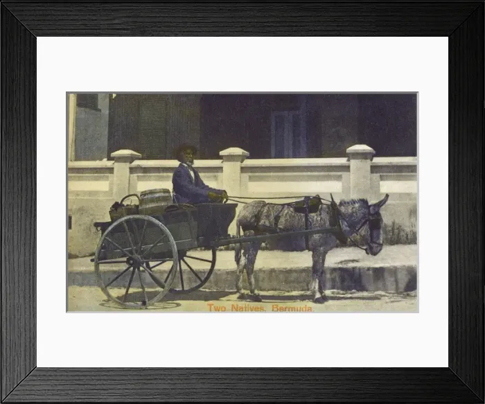 Framed Print : Two Natives of Bermuda