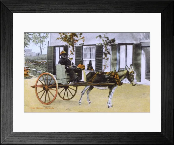 Framed Print : Three Natives of Bermuda Framed Print : Three Natives of Bermuda