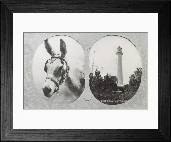 Framed Print : Canary Mule and Gibbs Hill Lighthouse, Bermuda Framed Print : Canary Mule and Gibbs Hill Lighthouse, Bermuda