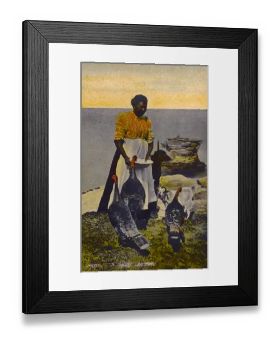 Framed Print : Native Bermudian feeding her flock of turkeys Framed Print : Native Bermudian feeding her flock of turkeys