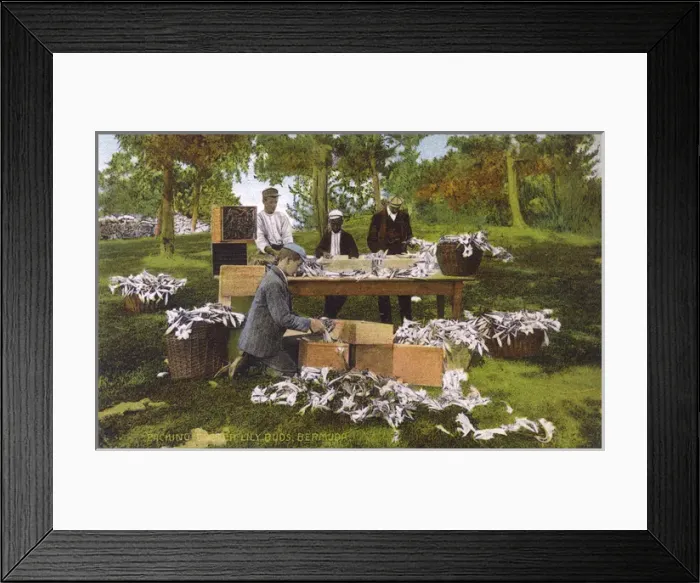 Framed Print : Packing Easter Lily Buds, Bermuda Framed Print : Packing Easter Lily Buds, Bermuda