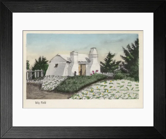 Framed Print : Easter Lily Field, Bermuda Framed Print : Easter Lily Field, Bermuda