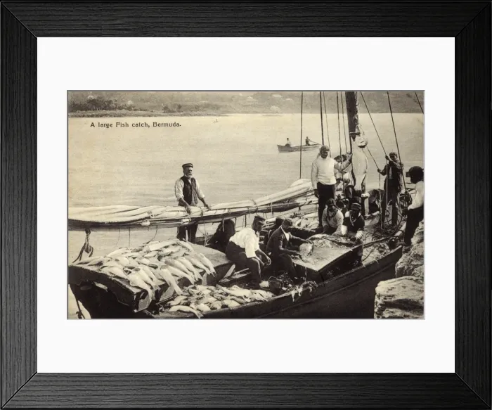 Framed Print : Large catch of fish, Bermuda
