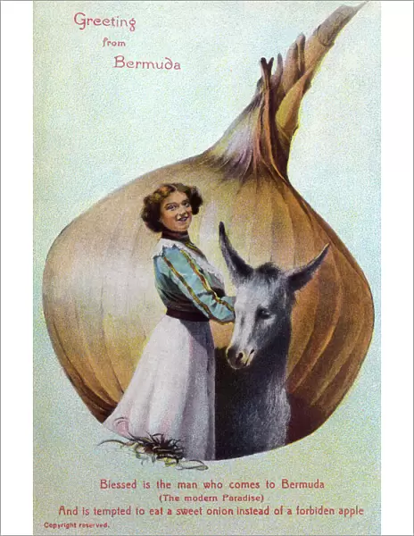 Bermuda - Humorous Greetings Postcard - Onion