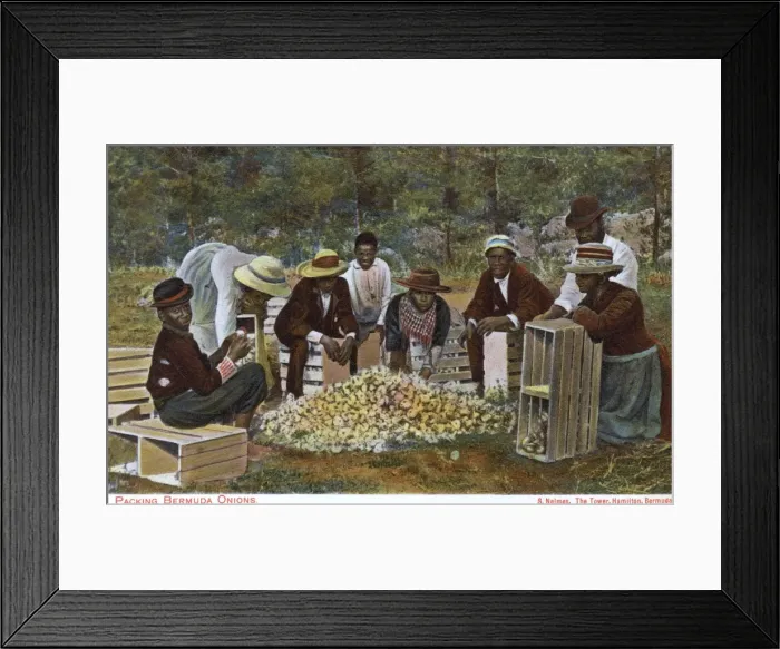 Framed Print : Bermuda - Packing Onions Framed Print : Bermuda - Packing Onions
