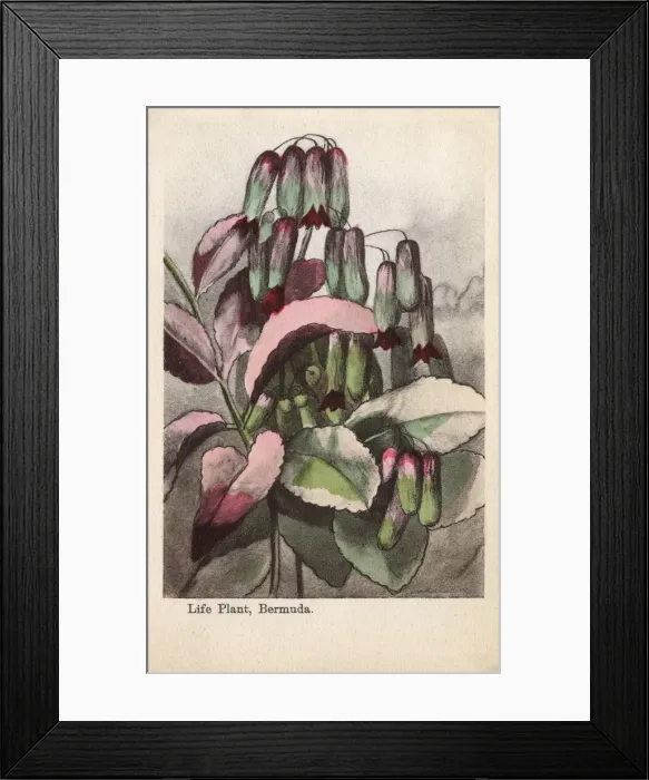 Framed Print : Life Plant, Bermuda Framed Print : Life Plant, Bermuda