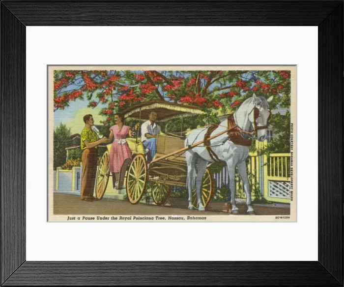 Framed Print : A Stop under the Poinciana Tree, Nassau, Bahamas Framed Print : A Stop under the Poinciana Tree, Nassau, Bahamas