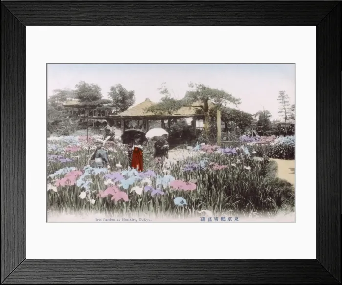 Framed Print : The Iris Flower Garden, Horikiri, Tokyo, Japan Framed Print : The Iris Flower Garden, Horikiri, Tokyo, Japan