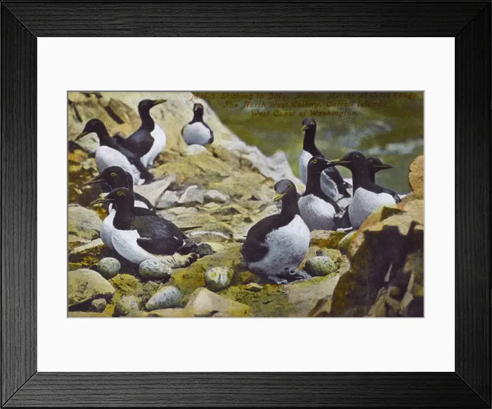 Framed Print : Guillemots - Carroll Island - Washington State